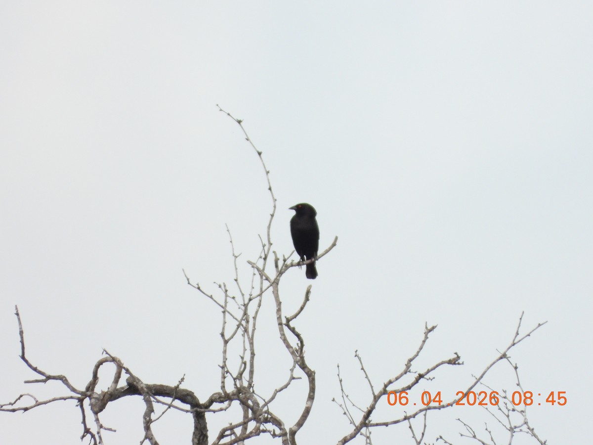 Bronzed Cowbird - ML659400917