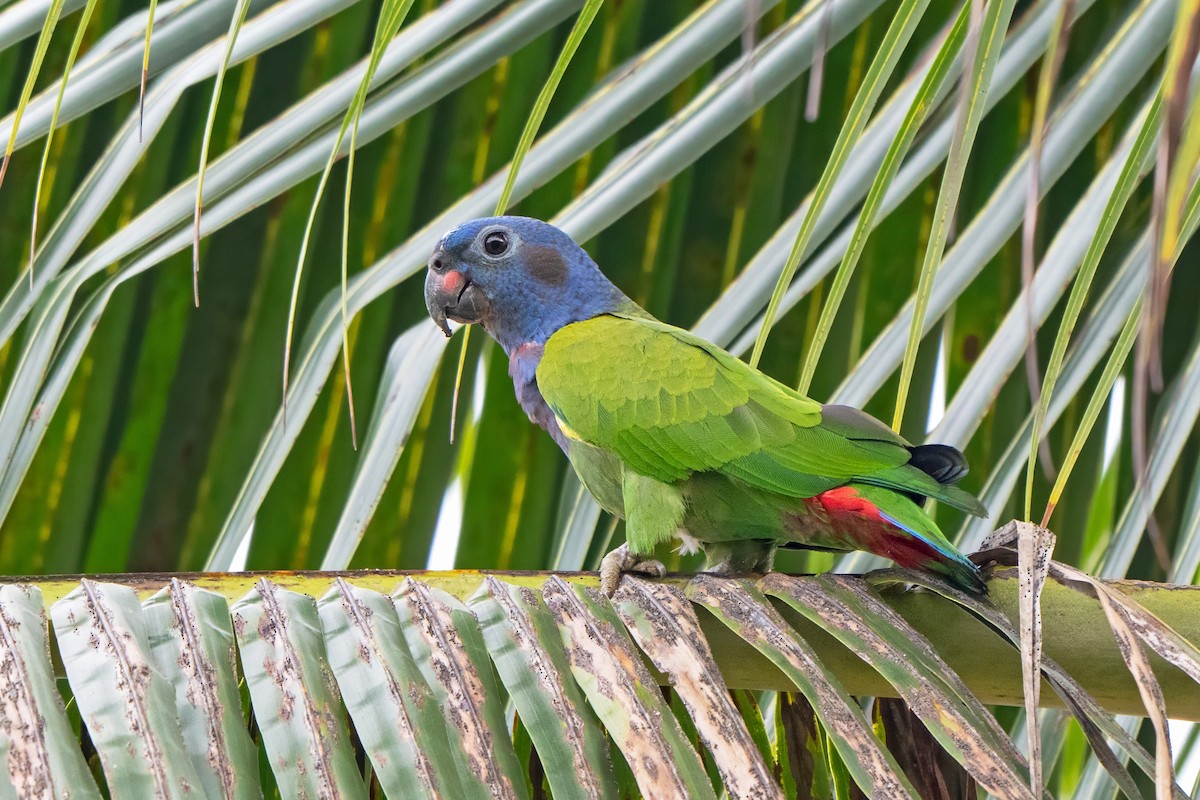 Blue-headed Parrot - ML659401114