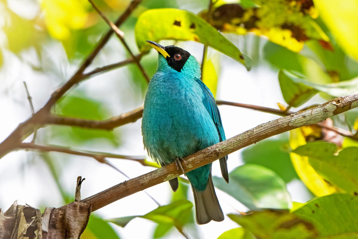 Green Honeycreeper - ML659401152