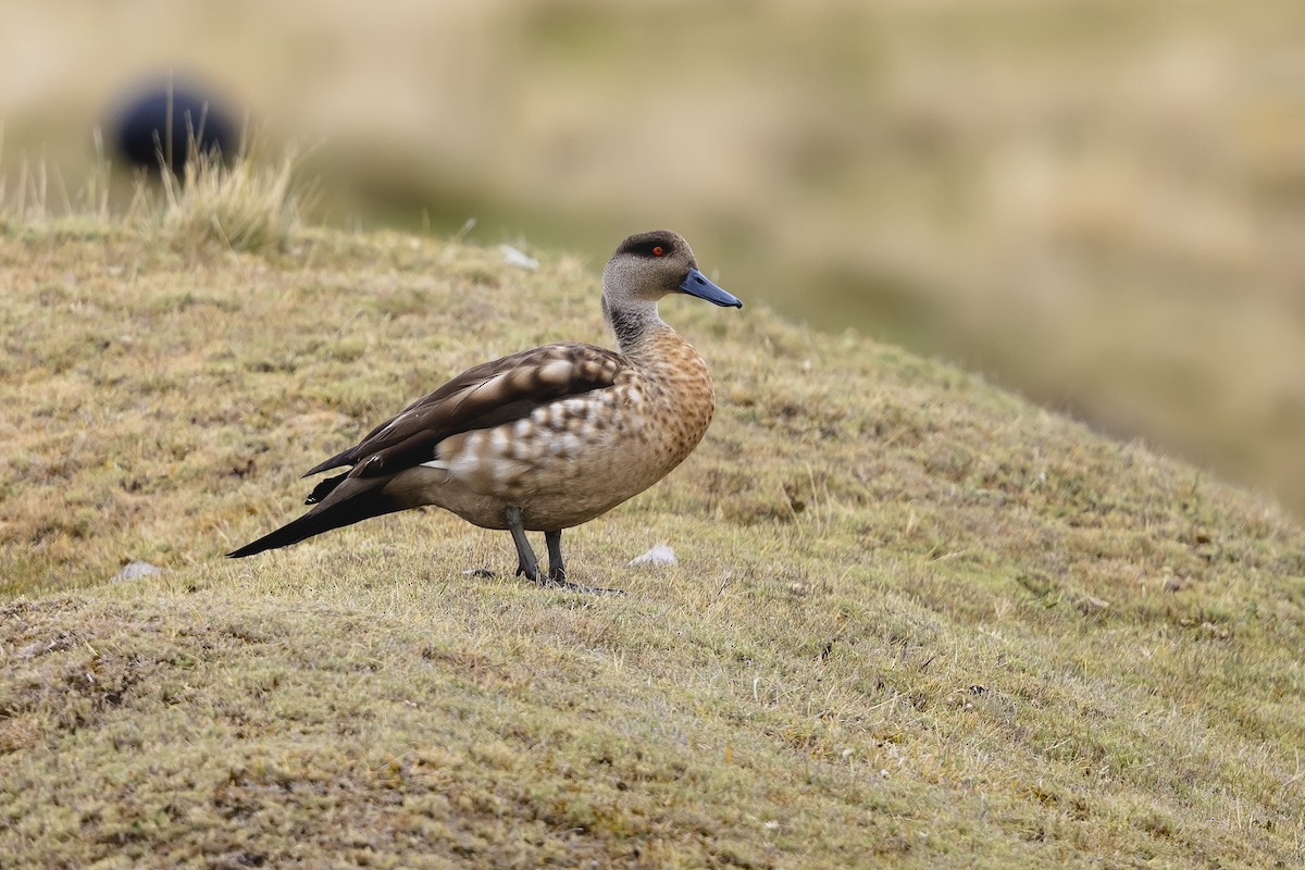 Crested Duck - ML659401404