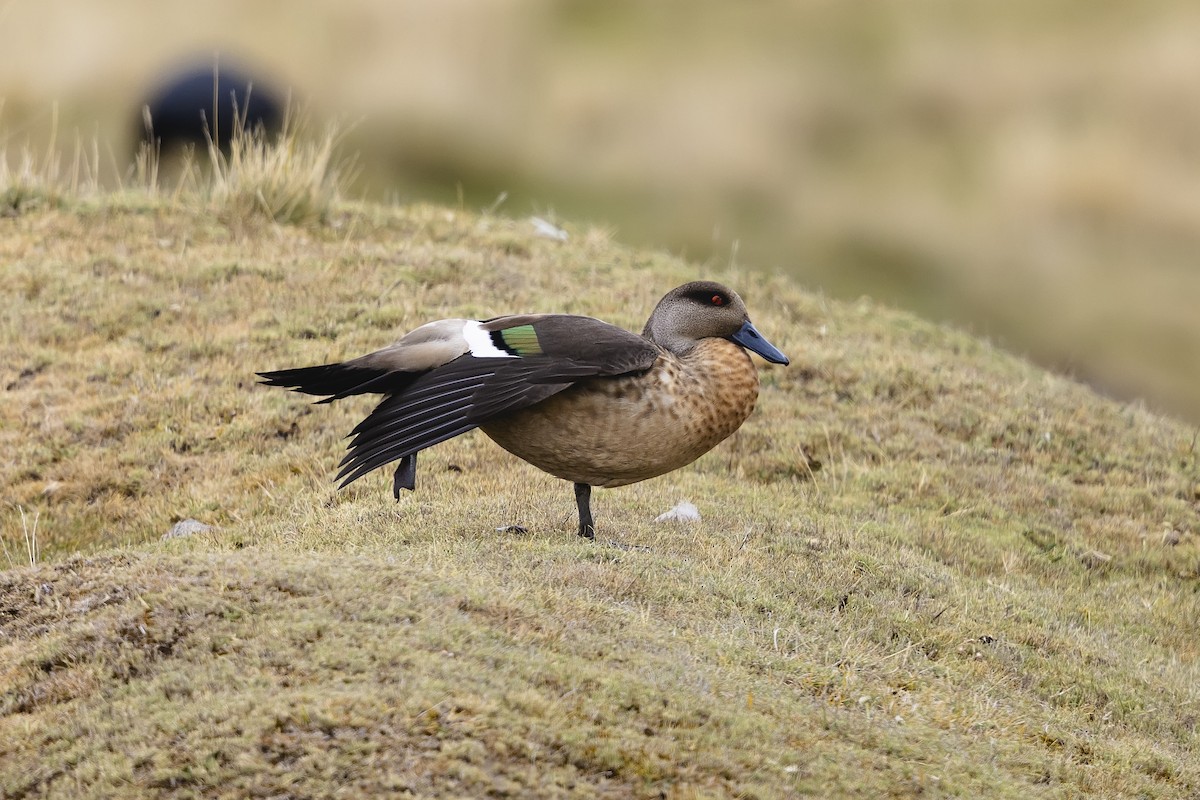 Crested Duck - ML659401405