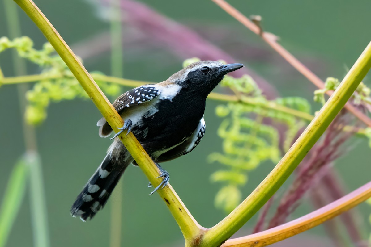 Rusty-backed Antwren - ML659402131