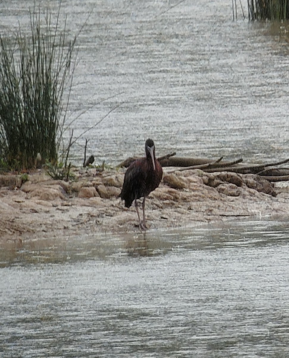Ibis falcinelle - ML659402273