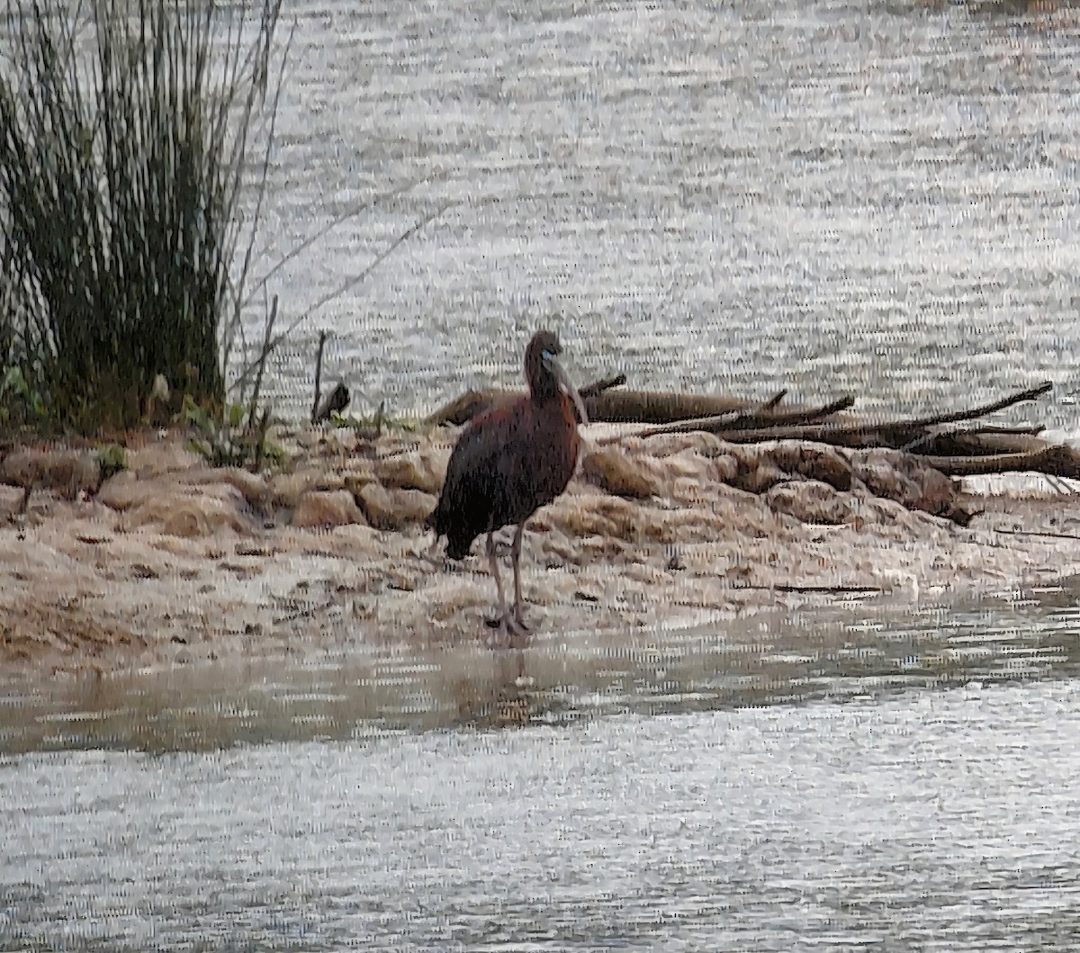 Ibis falcinelle - ML659402276