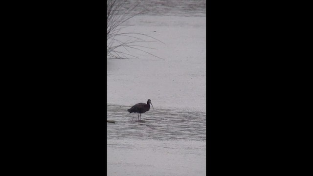 Ibis falcinelle - ML659402282