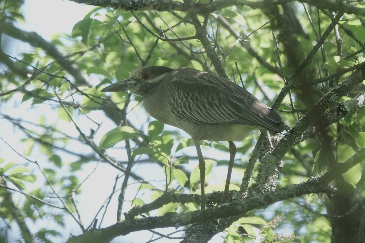 Yellow-crowned Night Heron - ML659402913