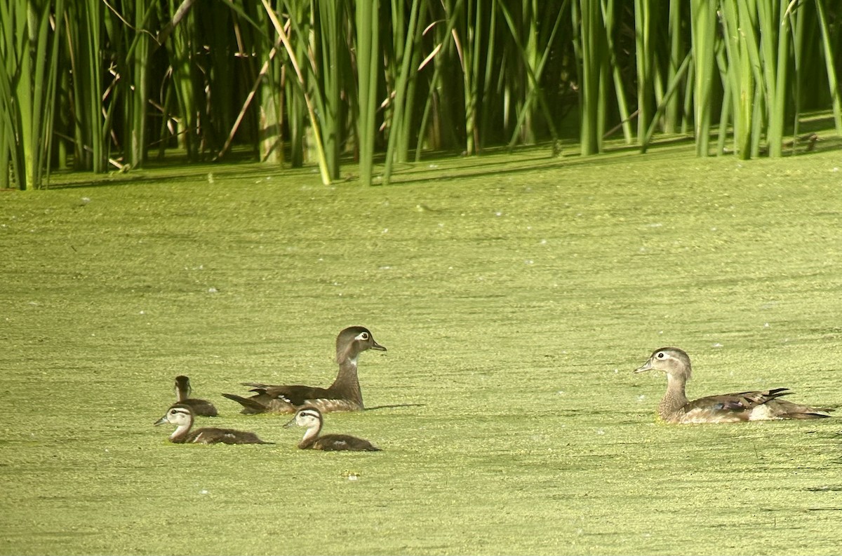 Canard branchu - ML659403075