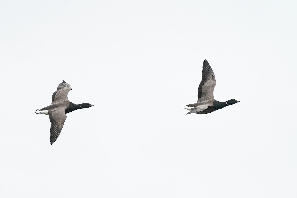 Brant (Dark-bellied) - ML659403076