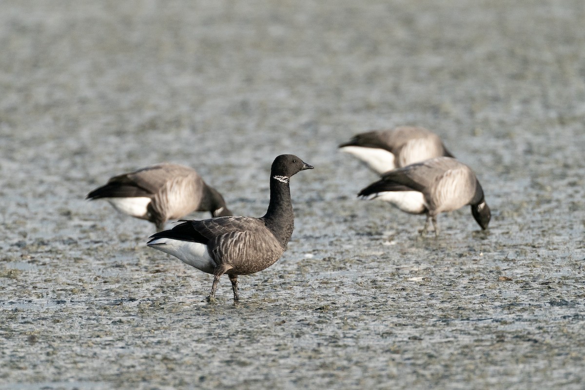 Brant - ML659403108