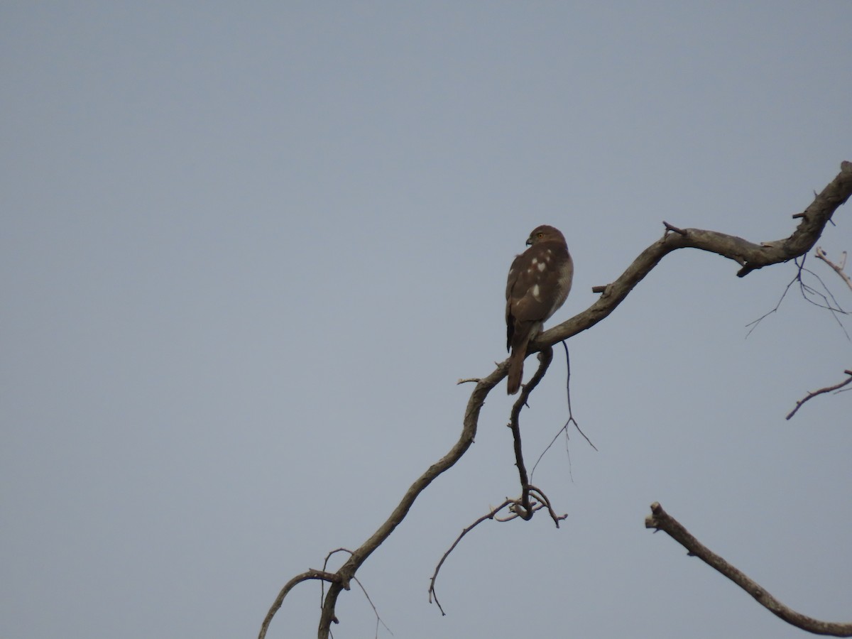 Eurasian Sparrowhawk - ML659403348