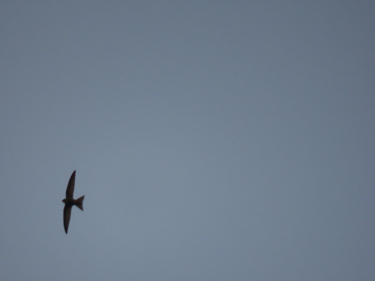 Pallid Swift - ML659403375