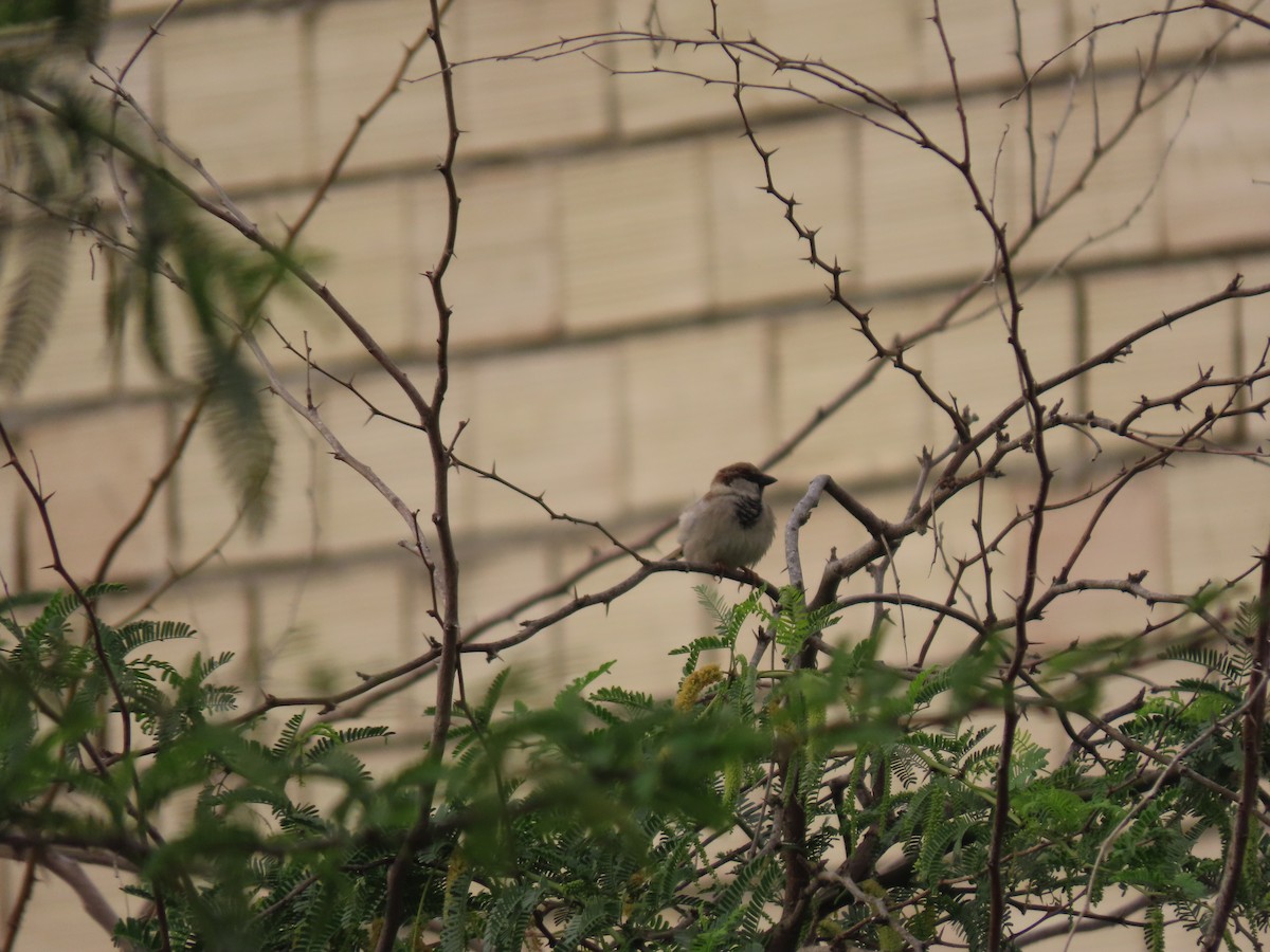 House Sparrow - ML659403679