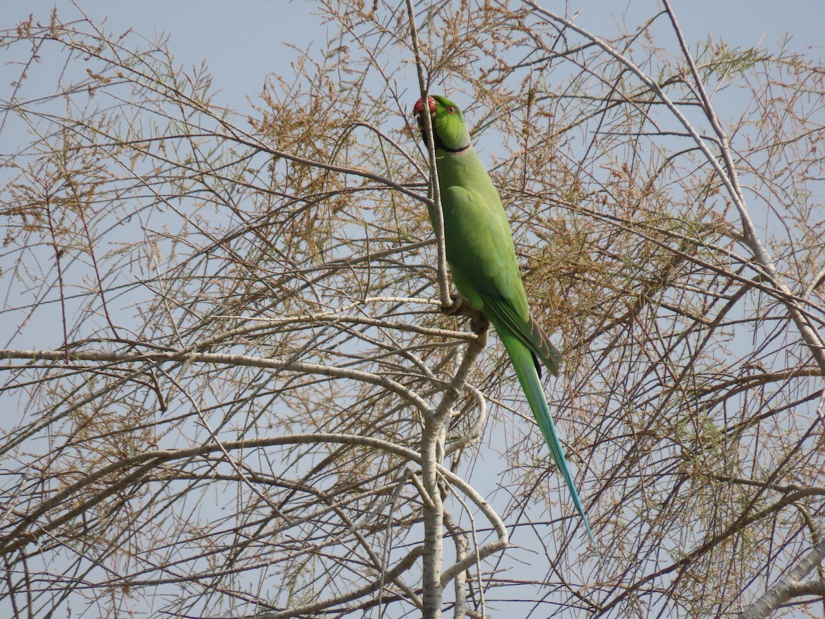 Rose-ringed Parakeet - ML659403823