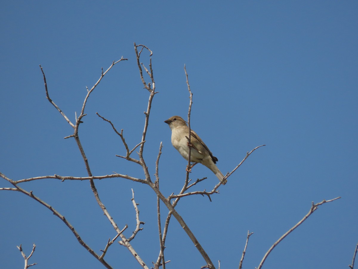 House Sparrow - ML659403867
