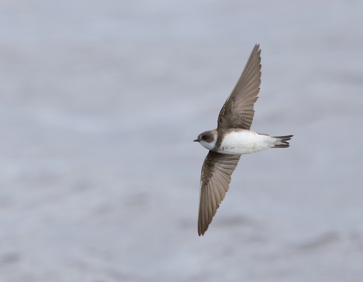 Bank Swallow - ML659403885