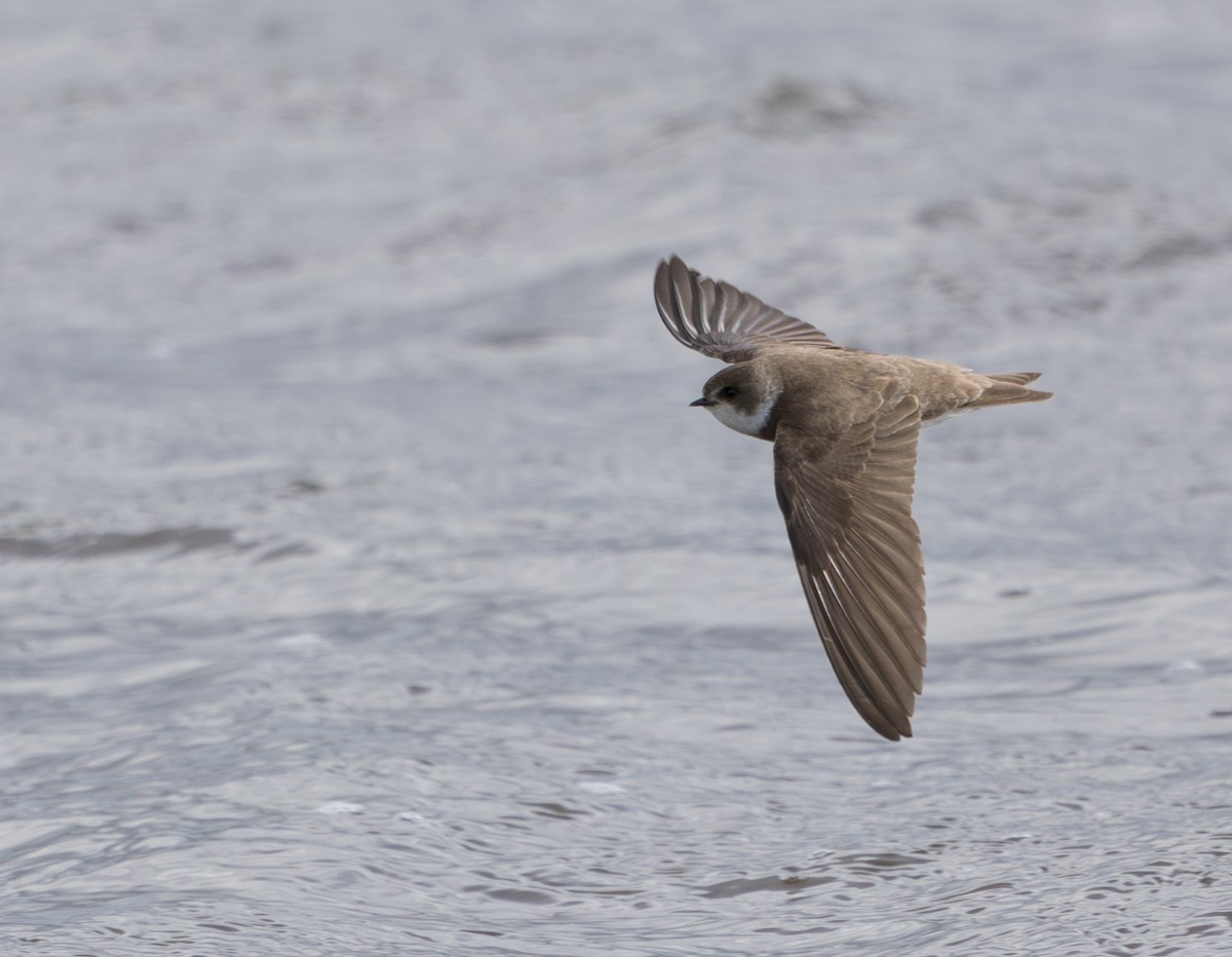 Bank Swallow - ML659403887