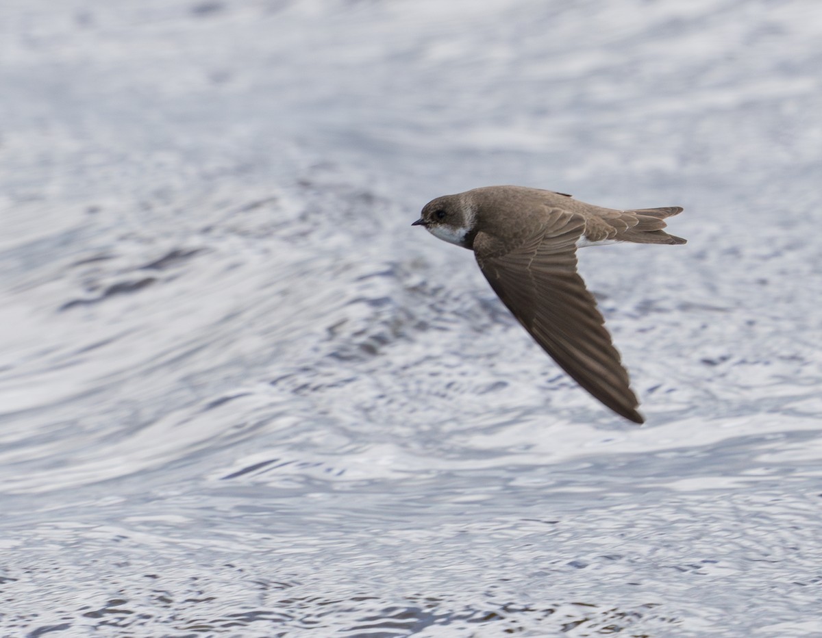 Bank Swallow - ML659403891