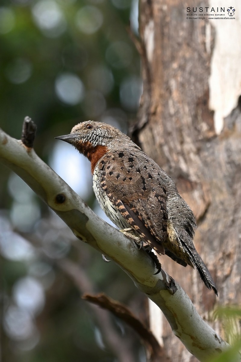 Red-throated Wryneck - ML659403923