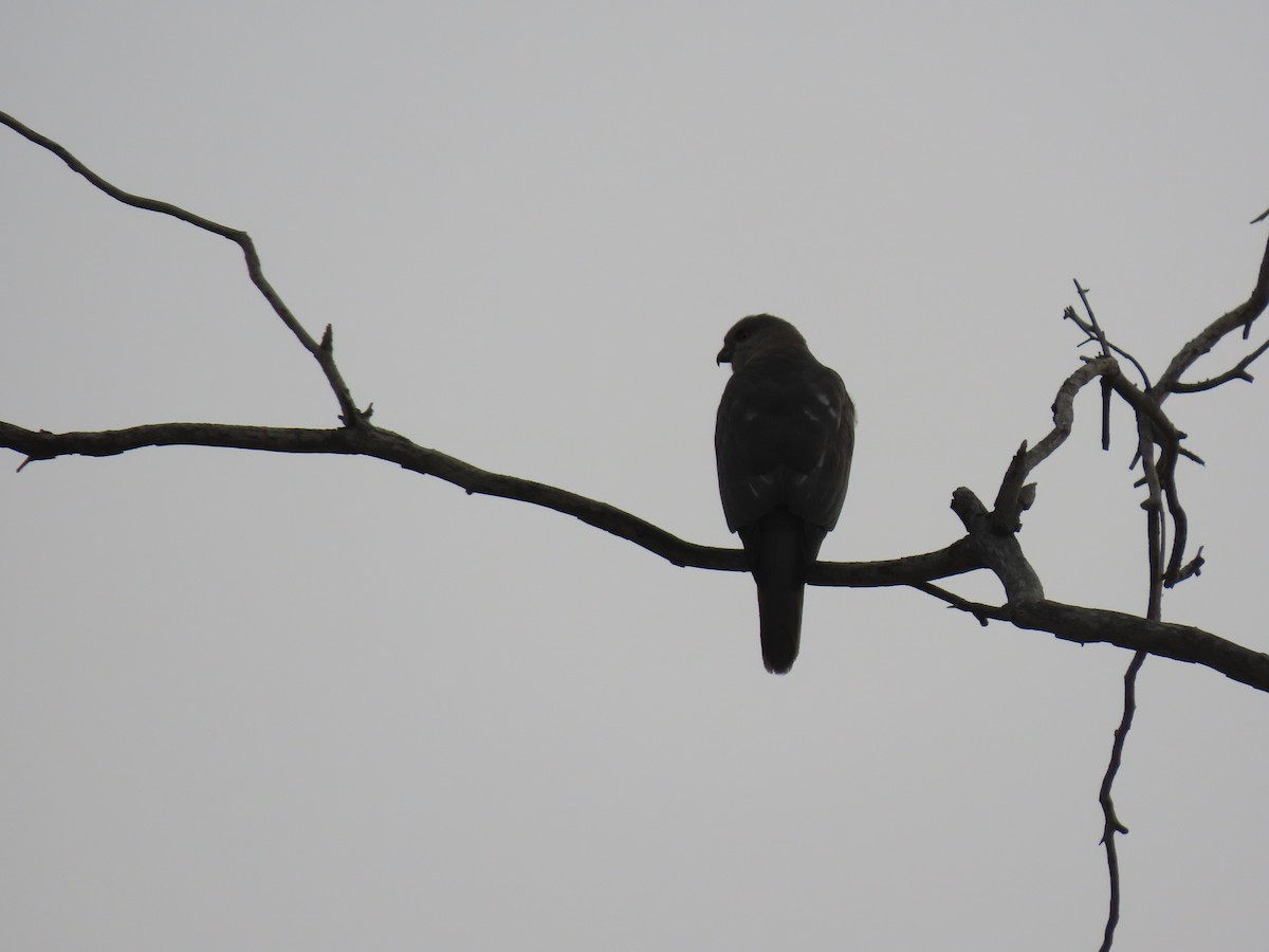Shikra - ML659404408