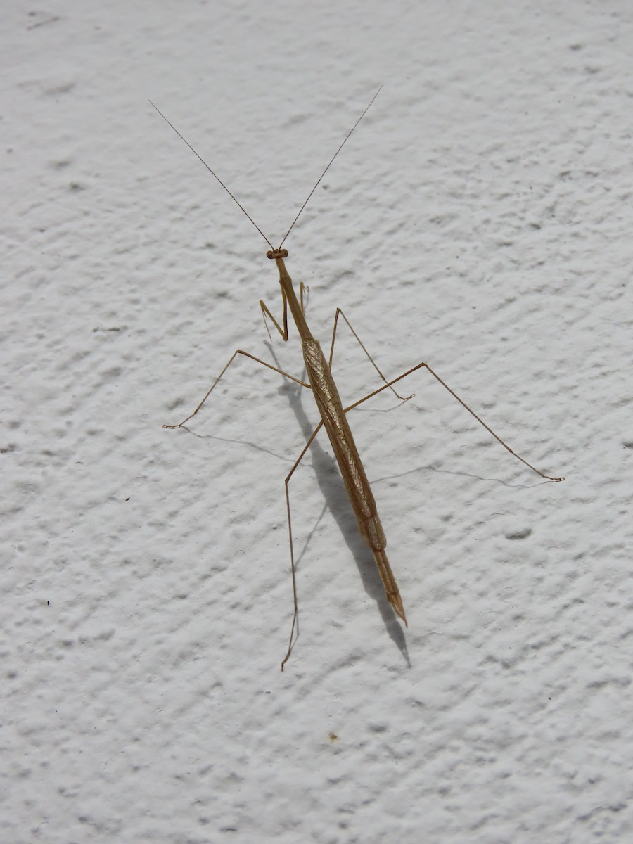 Insekten - ML659404630