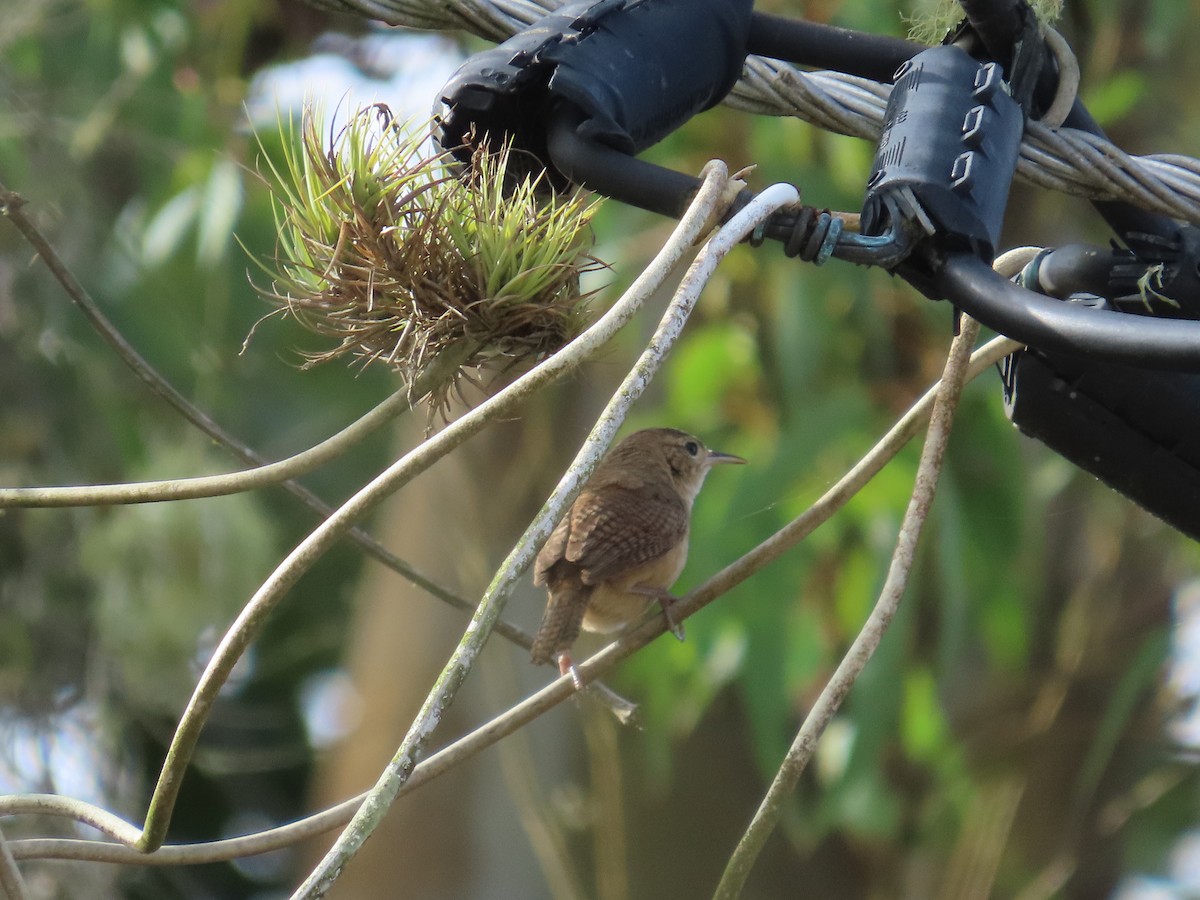 Southern House Wren - ML659404637