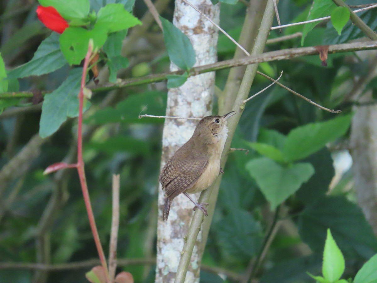 Southern House Wren - ML659404654