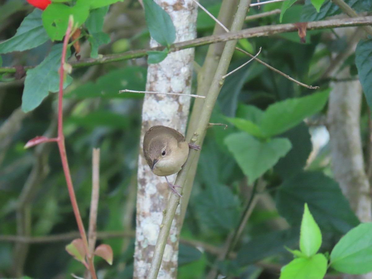 Southern House Wren - ML659404655