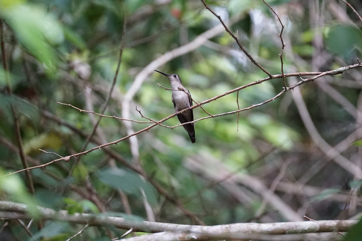 Wedge-tailed Sabrewing - ML659404687