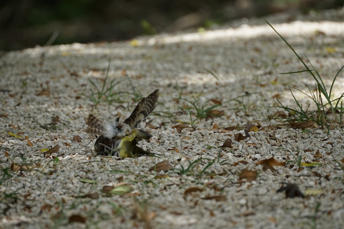 Ferruginous Pygmy-Owl - ML659404707