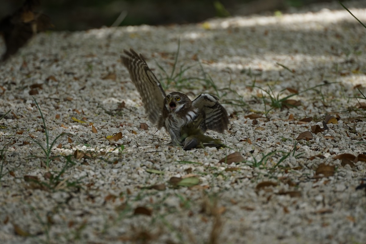 Ferruginous Pygmy-Owl - ML659404708
