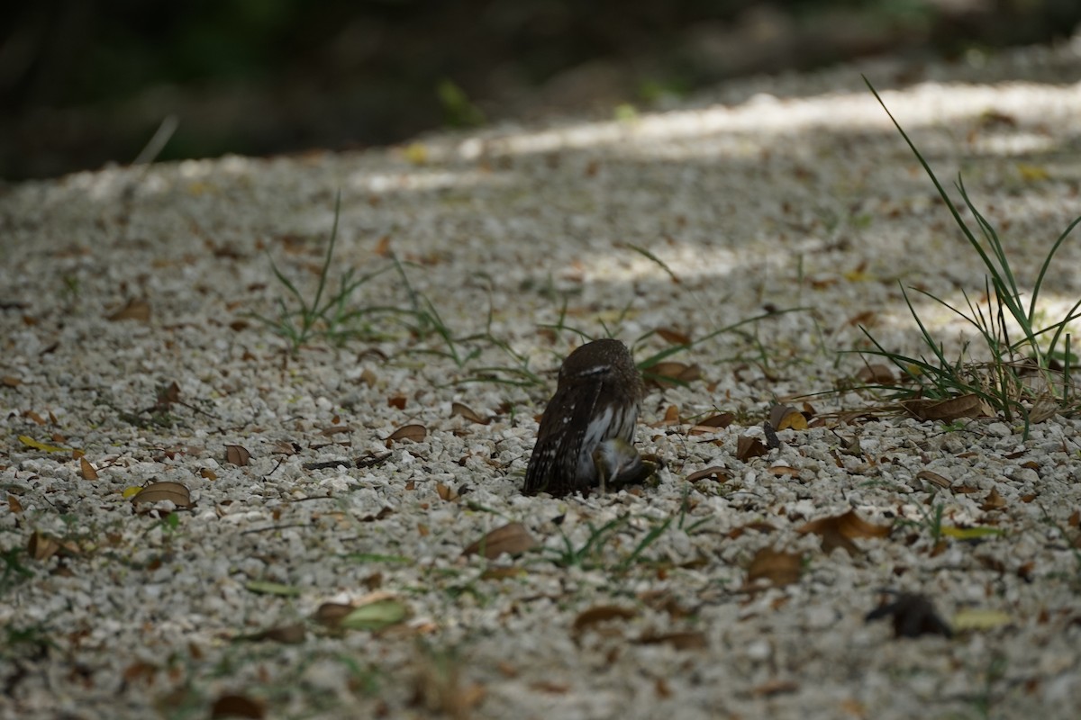 Ferruginous Pygmy-Owl - ML659404709