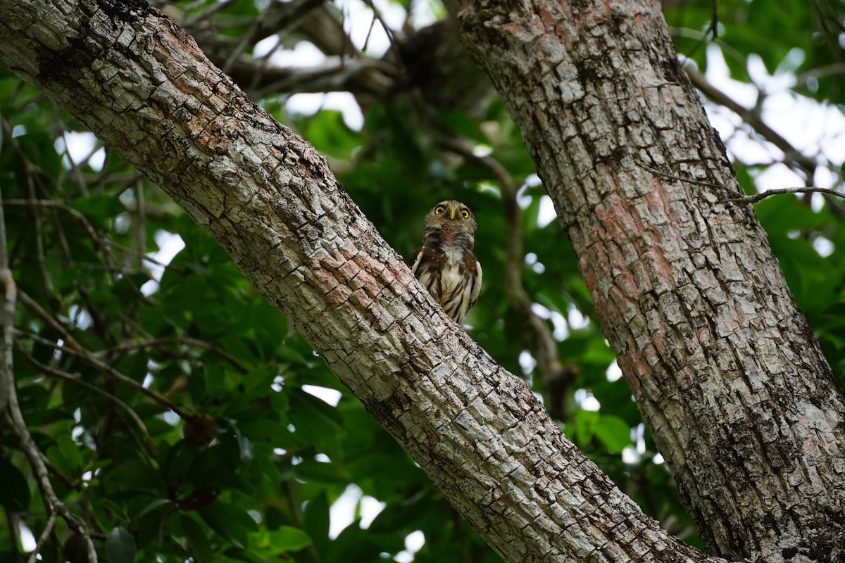 Ferruginous Pygmy-Owl - ML659404710