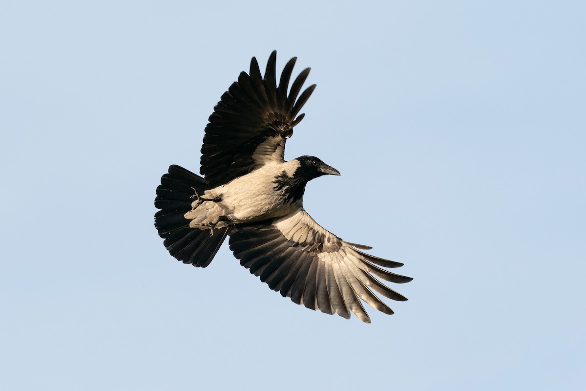Hooded Crow (Hooded) - ML659404723