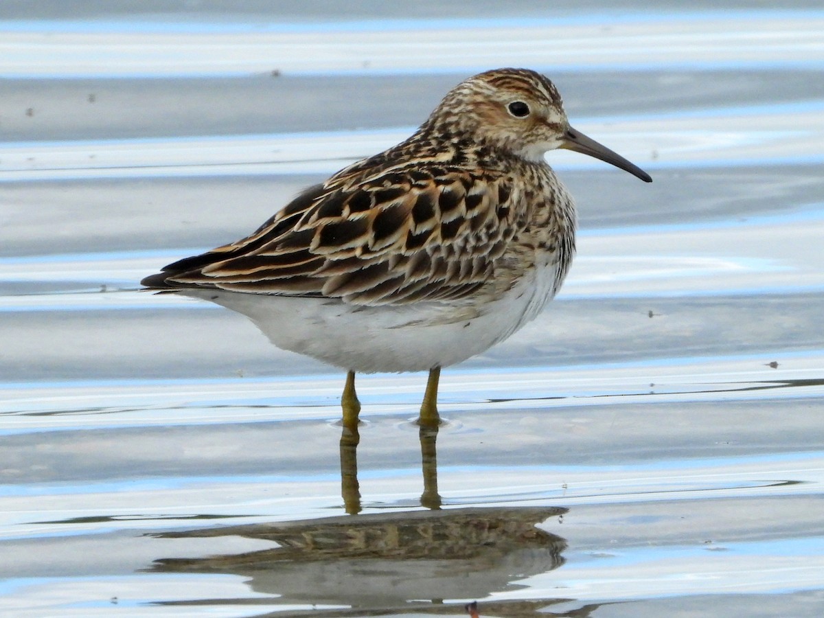 Pectoral Sandpiper - ML659404814