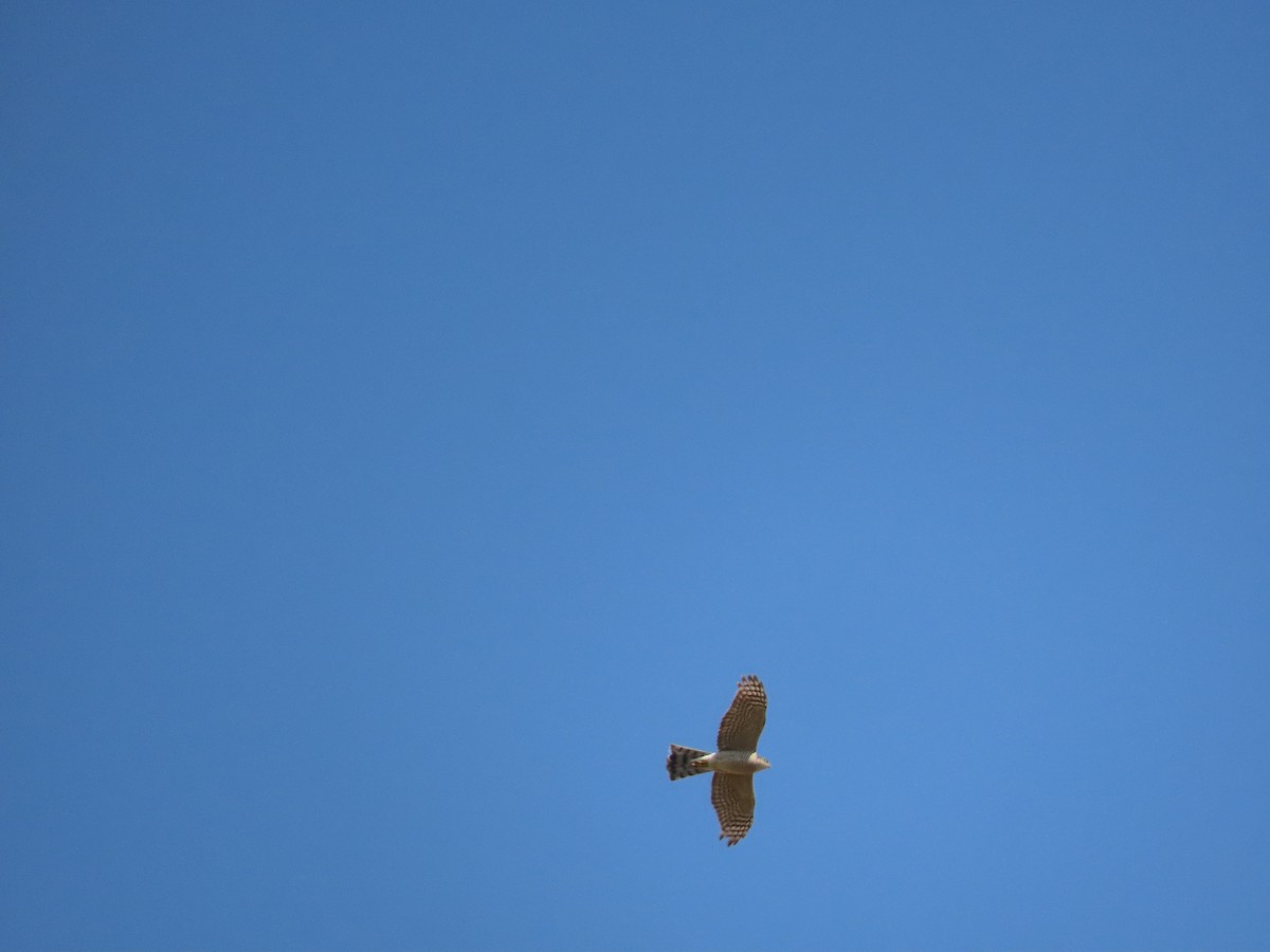 Eurasian Sparrowhawk - ML659405197