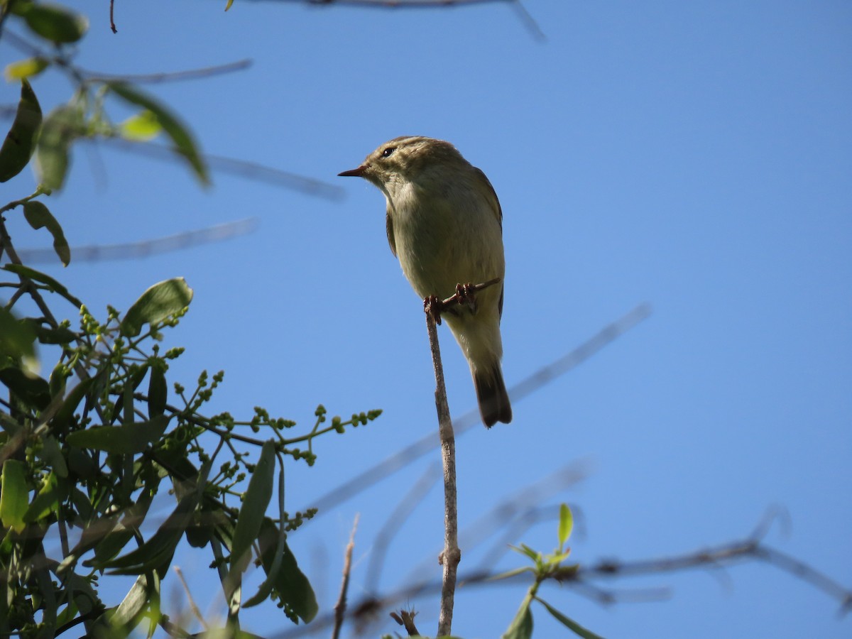 Common Chiffchaff - ML659405257
