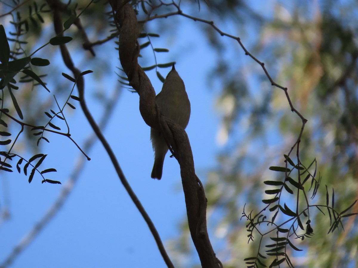 Common Chiffchaff - ML659405258