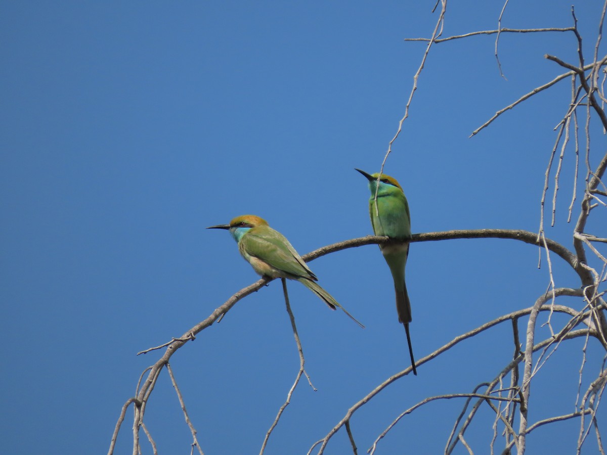 Asian Green Bee-eater - ML659405302