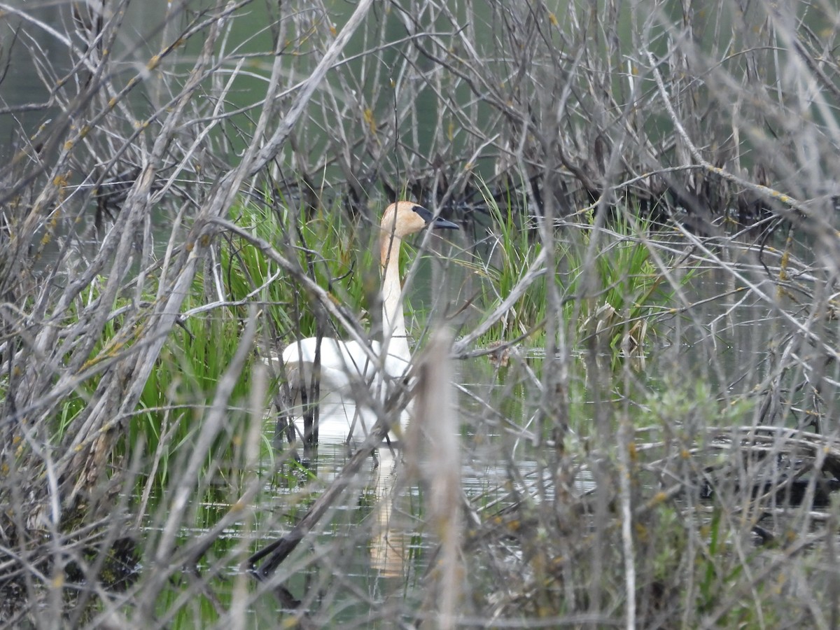 Cygne trompette - ML659405363