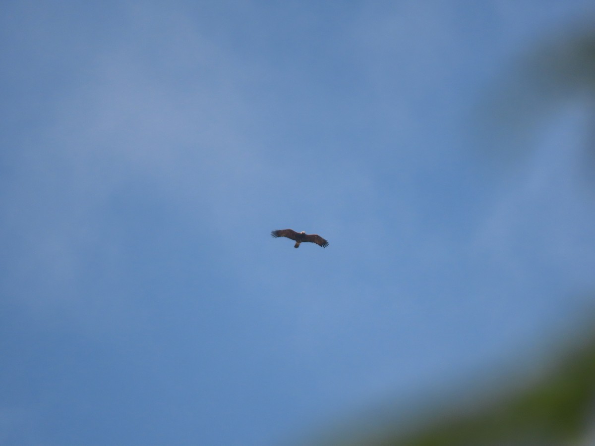 Imperial Eagle - ML659405465