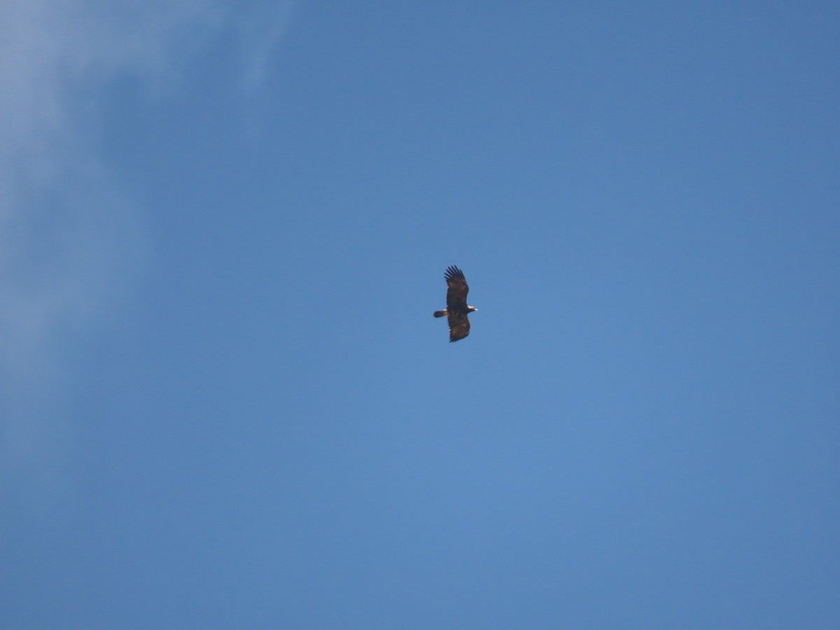 Imperial Eagle - ML659405467