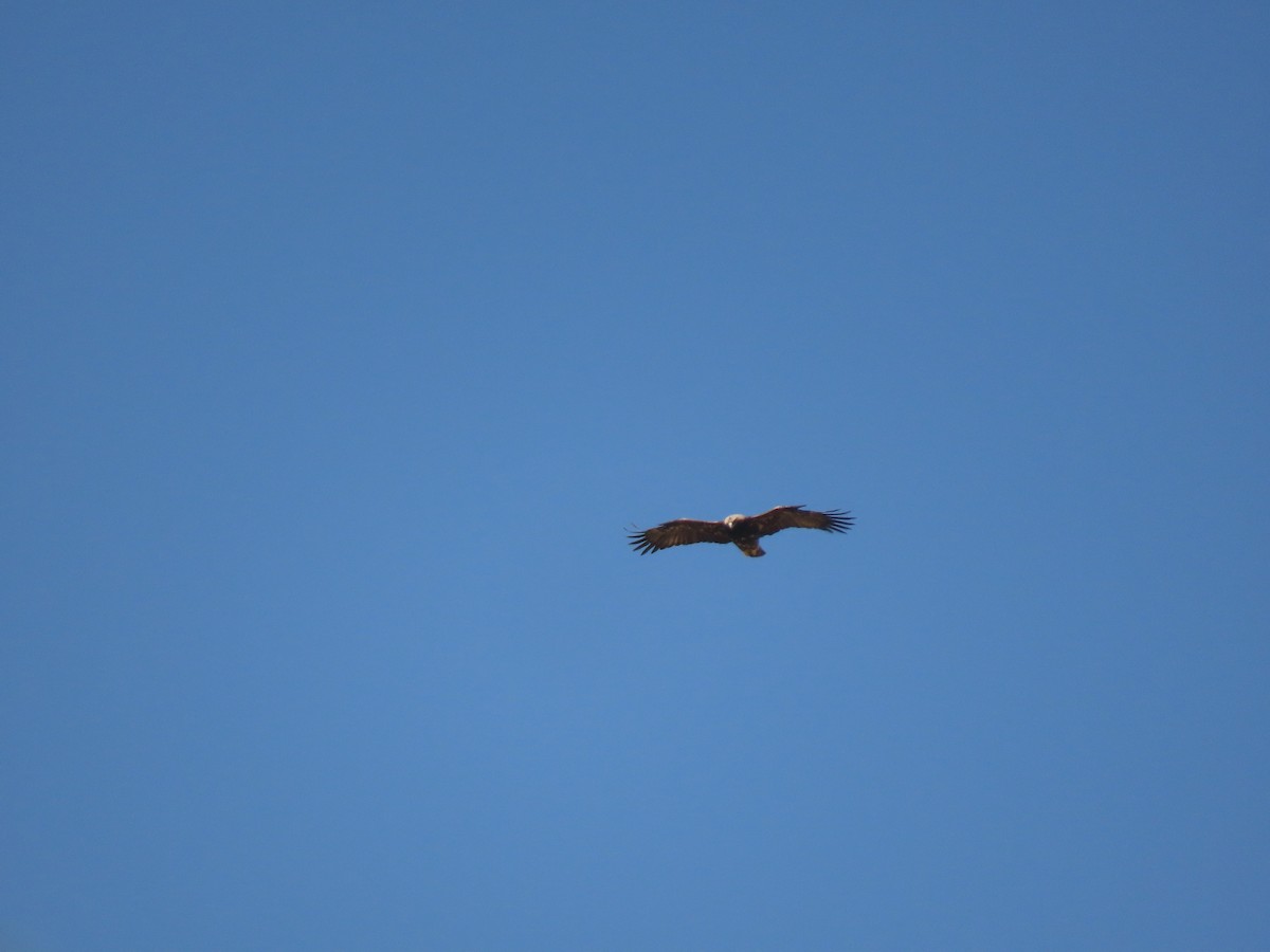 Imperial Eagle - ML659405499