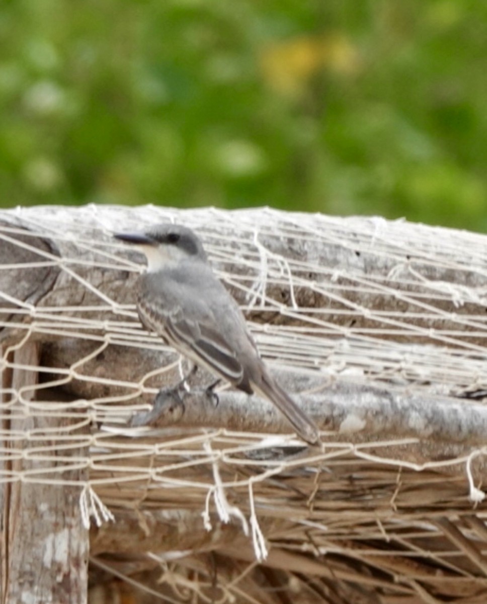 Gray Kingbird - ML659405642