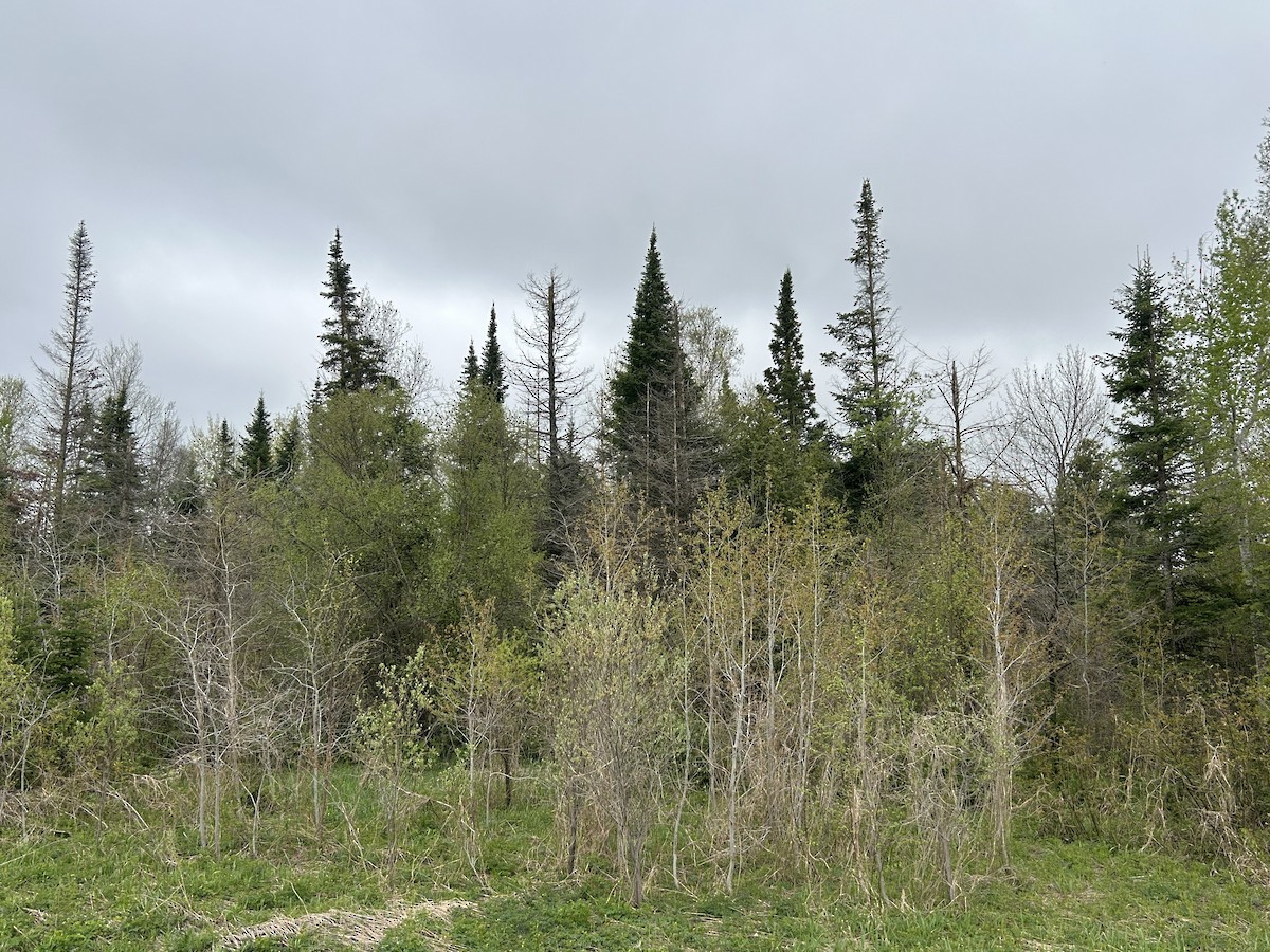 null - ML659405645