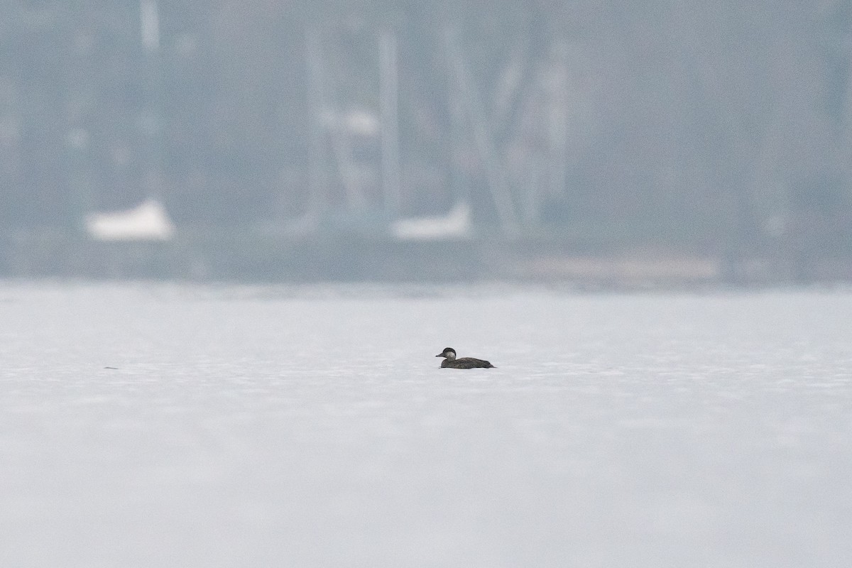 Common Scoter - ML659405840