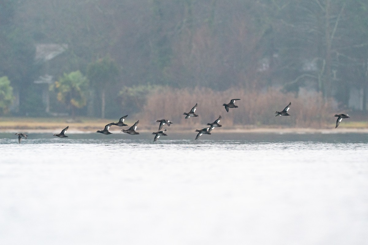 Velvet Scoter - ML659405961