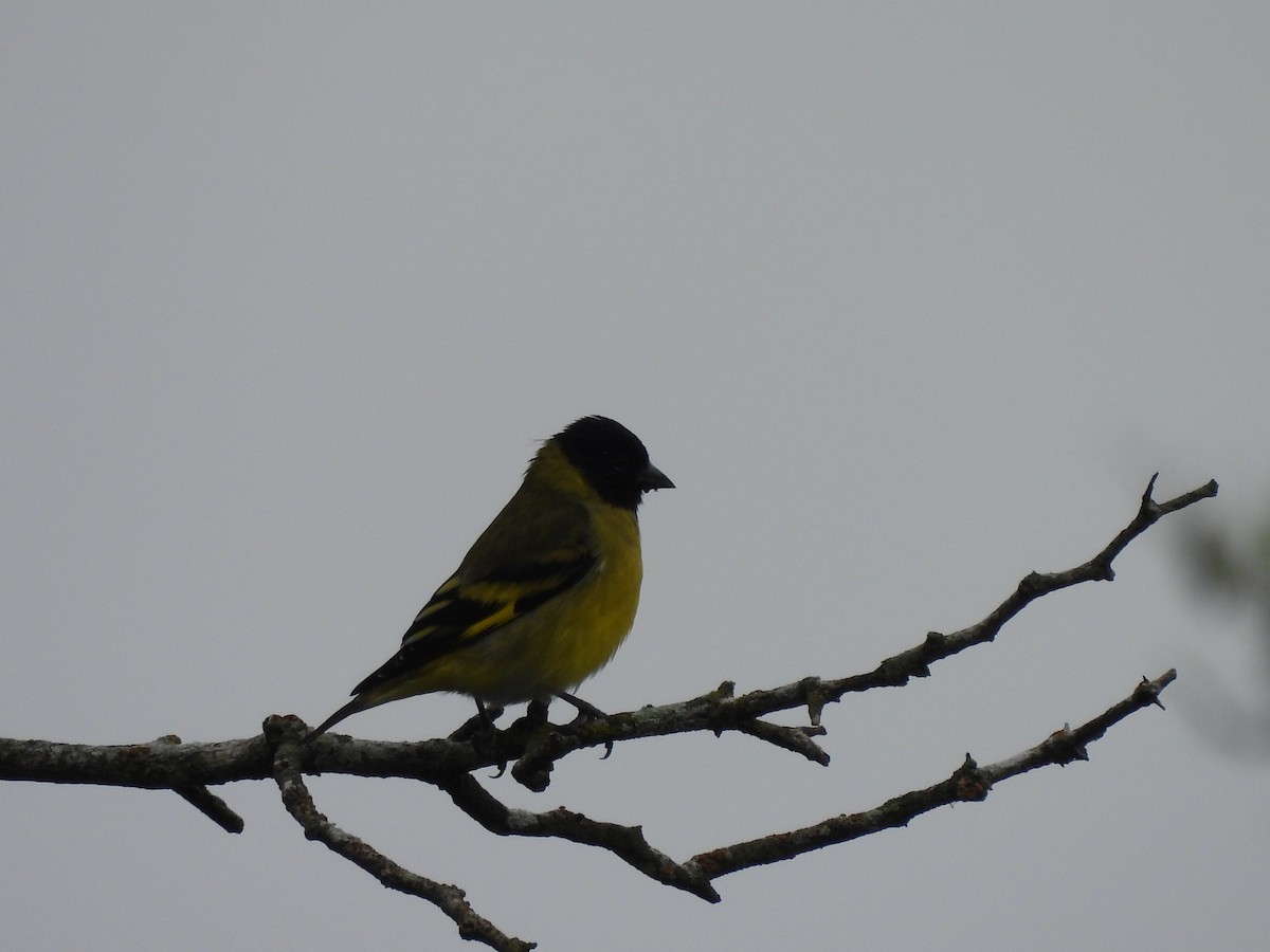 Hooded Siskin - ML659406011