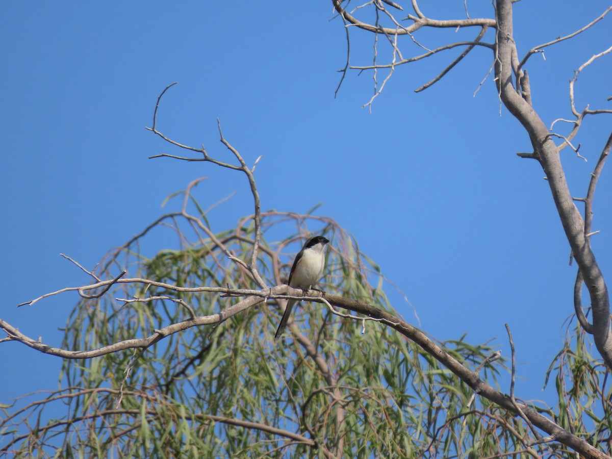 Bay-backed Shrike - ML659406026