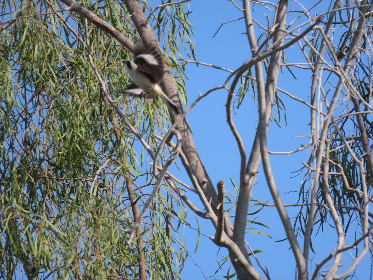 Bay-backed Shrike - ML659406028