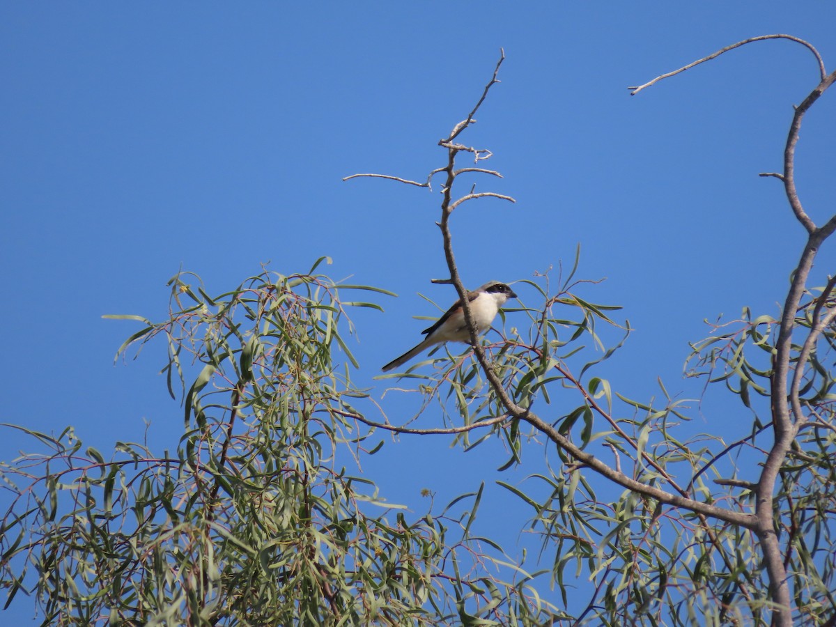 Bay-backed Shrike - ML659406029